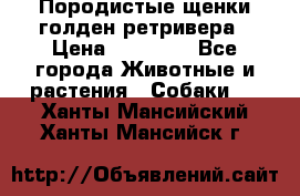 Породистые щенки голден ретривера › Цена ­ 25 000 - Все города Животные и растения » Собаки   . Ханты-Мансийский,Ханты-Мансийск г.
